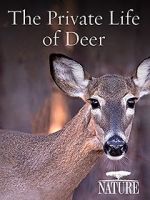 Watch The Private Life of Deer 9movies