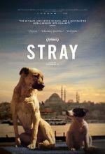 Watch Stray 9movies