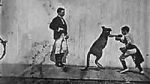 Watch The Boxing Kangaroo (Short 1896) 9movies