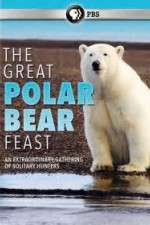 Watch The Great Polar Bear Feast 9movies