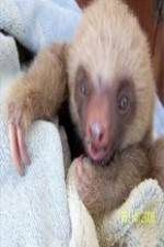 Watch Too Cute! Baby Sloths 9movies