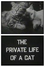 Watch The Private Life of a Cat 9movies