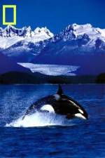 Watch National Geographic Killer Whales Of The Fjord 9movies
