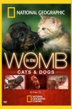 Watch National Geographic In The Womb  Cats 9movies