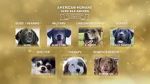 Watch American Humane Hero Dog Awards: 10th Anniversary Celebration (TV Special 2020) 9movies