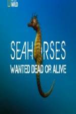 Watch National Geographic - Wild Seahorses Wanted Dead Or Alive 9movies
