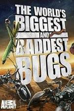 Watch Worlds Biggest and Baddest Bugs 9movies