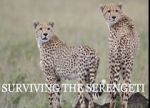 Watch Surviving the Serengeti 9movies