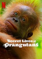 Watch Secret Lives of Orangutans 9movies