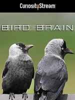 Watch Bird Brain 9movies
