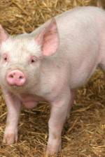 Watch Patent For A Pig: The Big Business of Genetics 9movies