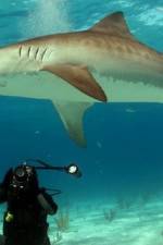 Watch Dive To Tiger Shark Central 9movies