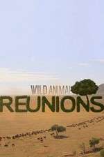Watch Wild Animal Reunions 9movies