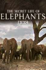 Watch The Secret Life of Elephants 9movies