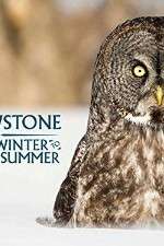 Watch Yellowstone Wildest Winter to Blazing Summer 9movies