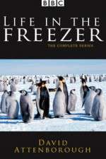 Watch Life in the Freezer 9movies