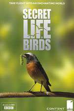 Watch Iolo's Secret Life of Birds 9movies