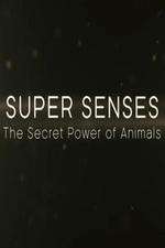 Watch Super Senses The Secret Power of Animals 9movies