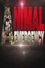 Watch Animal Emergency 9movies