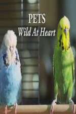 Watch Pets - Wild at Heart 9movies