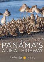 Watch Panama's Animal Highway 9movies