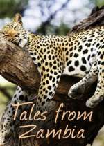 Watch Tales from Zambia 9movies