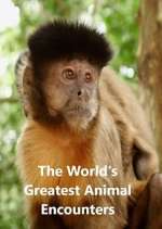 Watch World's Greatest Animal Encounters 9movies