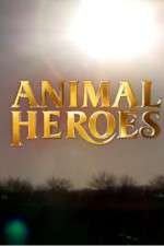 Watch Animal Heroes 9movies