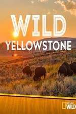 Watch Wild Yellowstone 9movies