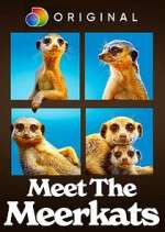 Watch Meet the Meerkats 9movies