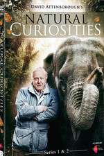 Watch Natural Curiosities 9movies